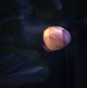Glow In Dark (Catherine W.) - Muzeo.com