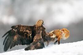 Golden eagle and Red fox (Yves Adams) - Muzeo.com