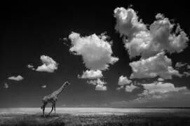 Gone with the Clouds (Alberto Ghizzi Panizza) - Muzeo.com