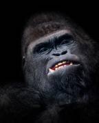 Gorilla face seen from above (Helena Garcia) - Muzeo.com