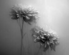 Fleurs Gossamer (Gary Perlow) - Muzeo.com