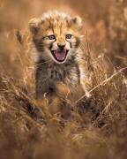 Grand sourire (Ahmed Sobhi) - Muzeo.com