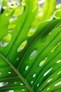 Graphic Leaf 1 (1x Studio III) - Muzeo.com