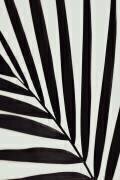 Graphique feuille de palmier 1 (1x Studio III) - Muzeo.com