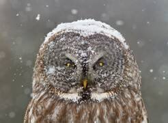Great Grey Owl Winter Portrait (Mircea Costina ) - Muzeo.com
