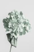 Fleur séchée verte (1x Studio III) - Muzeo.com