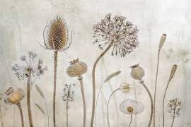 Growing old (Mandy Disher) - Muzeo.com
