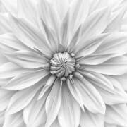 Hamari gold in monochrome (Lotte Gronkjar) - Muzeo.com
