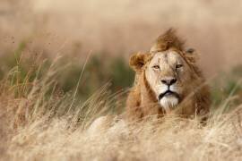 Handsome ! (Ali Khataw) - Muzeo.com