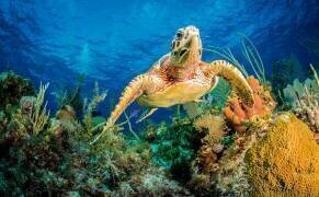 Hawksbill turtle swimming through Caribbean reef (Jan Abadschieff ) - Muzeo.com