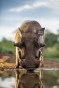 Head on Hog (Jaco Marx) - Muzeo.com