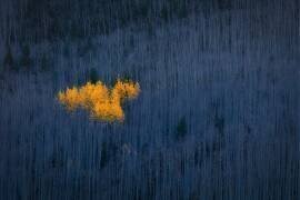 Heart of Aspens (Michael Zheng) - Muzeo.com