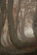 Hêtres tordus (Roberto Marchegiani) - Muzeo.com