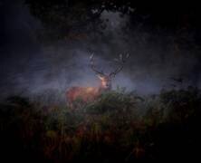 Hern (Robert Fabrowski) - Muzeo.com