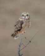 Hibou des marais (Donald Luo) - Muzeo.com