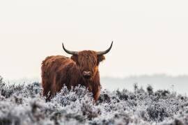 Highlander (Jaap van den Houte) - Muzeo.com