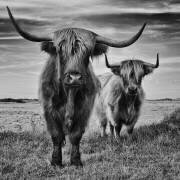 Highlands (Stéphane Pecqueux) - Muzeo.com