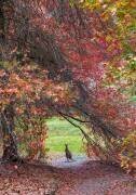 Hippity Hop Into Autumn ! (Wayne Pearson) - Muzeo.com