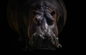 Hippopotame (Jealousy) - Muzeo.com