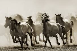 Horse (Heidi Bartsch) - Muzeo.com