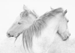 Horses (Marie-anne Stas) - Muzeo.com