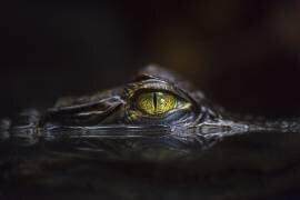 Hypnotic (Gaetano Cessati ) - Muzeo.com