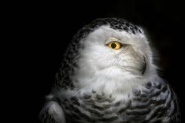 I see you (Michael) - Muzeo.com