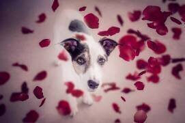 Il devrait pleuvoir des roses rouges pour moi (Heike Willers) - Muzeo.com
