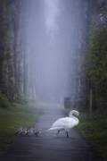 Dans un matin brumeux (Kutub Uddin) - Muzeo.com
