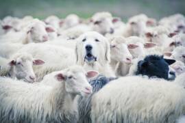 In disguise (Adrian Popan) - Muzeo.com