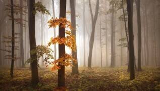 In November Light (Nicolas Schumacher) - Muzeo.com
