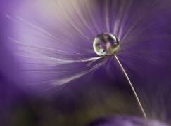 In shades of purple (Heidi Westum) - Muzeo.com
