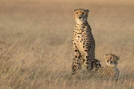 In the morning glow (Renee Doyle) - Muzeo.com