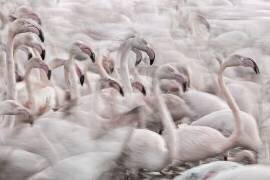In the Pink transhumance (Martine Benezech) - Muzeo.com