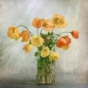 In the window (Mandy Disher) - Muzeo.com