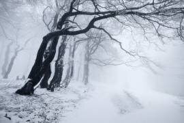 In the winter forest (Daniel Řeřicha) - Muzeo.com