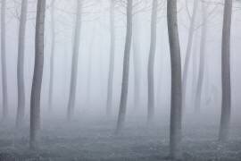 Into the fog (Fiorenzo Carozzi) - Muzeo.com