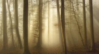 Into the Trees (Norbert Maier) - Muzeo.com