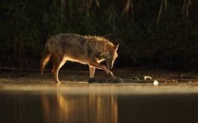 Jackal Morning Play (Assaf Gavra) - Muzeo.com