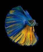 Jaune a Bleu (Andi Halil) - Muzeo.com