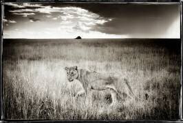 Jeune Lionne solitaire dans le PN d'Etosha en Namibie (Philippe-Alexandre Chevallier) - Muzeo.com