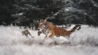 Joie sur la neige (Michaela Firesova) - Muzeo.com