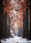 Jour de neige (Tiger Seo) - Muzeo.com