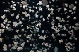 Just some Jellies (Sebastian  Graf) - Muzeo.com