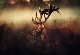 King (Robert Fabrowski) - Muzeo.com