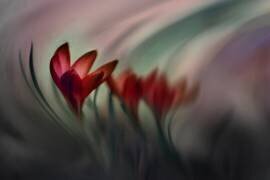Krokus (Doris Reindl) - Muzeo.com
