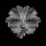 La fleur de la queue (Andi Halil) - Muzeo.com