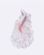 La robe blanche (Andi Halil) - Muzeo.com