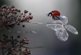 Ladybird on hydrangea (Ellen van Deelen) - Muzeo.com