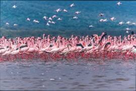 Lake Nakuru Flamingos (Jeffrey C. Sink) - Muzeo.com